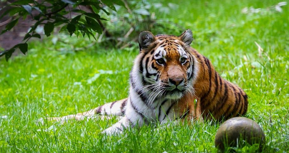 tiger lodge